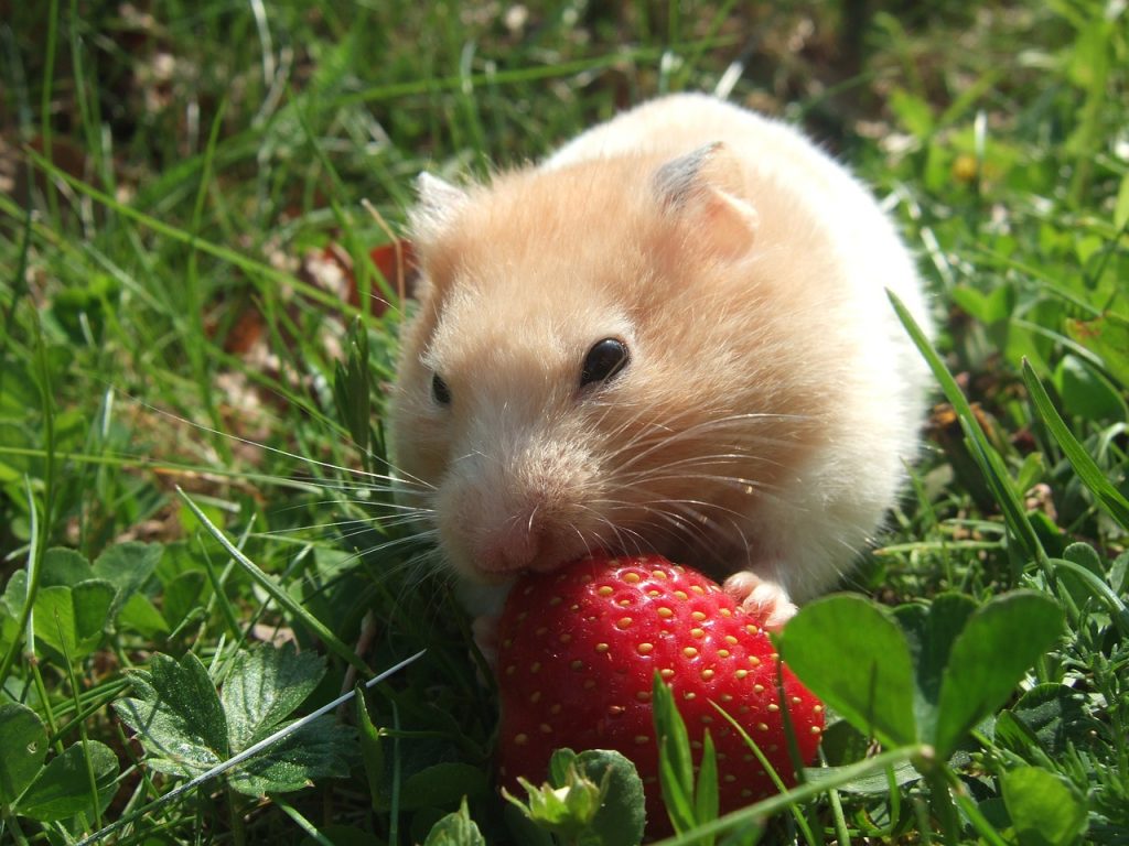 Are strawberries ideal for hamsters
