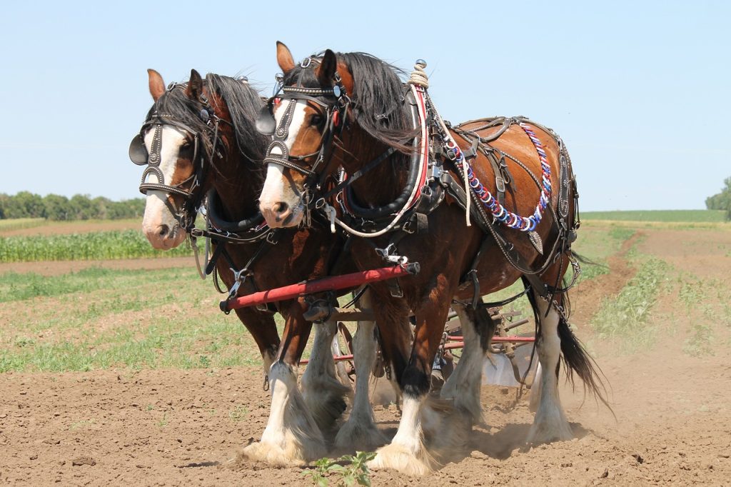 Between Percheron And Clydesdale, Which Should One Get?