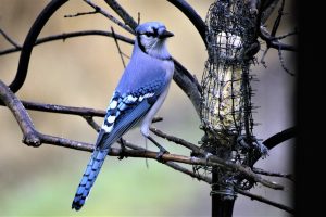 Blue jays are woodland dwellers by nature