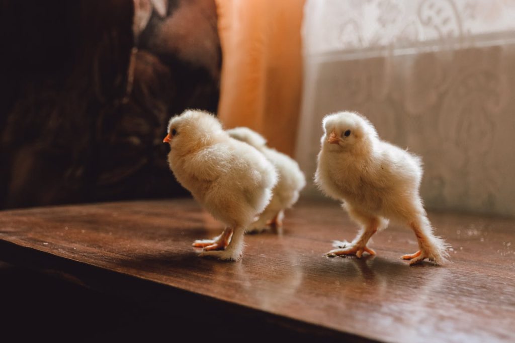 Female Baby Chicken Names