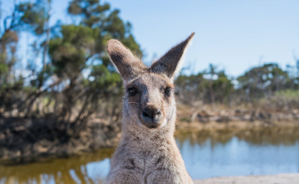 Can water fill into the pouch of a kangaroo Swim Style
