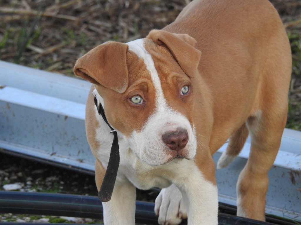 Chihuahua Pitbull Mix for Your Home