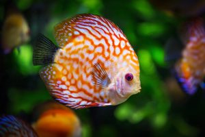 Choosing the Right Fish for Your Tank – Best No. 1 Guide