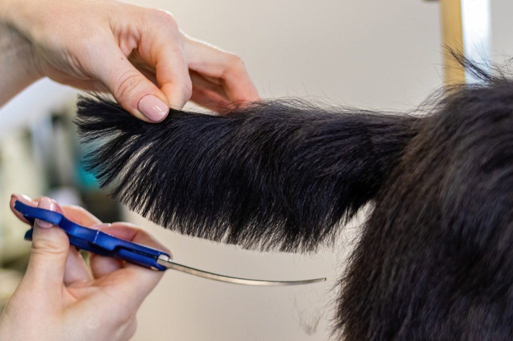 Dog grooming is essential for all dog owners