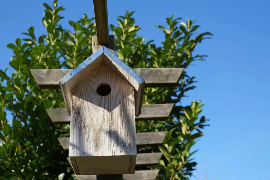 Enable Birds to Nest In Your Yard