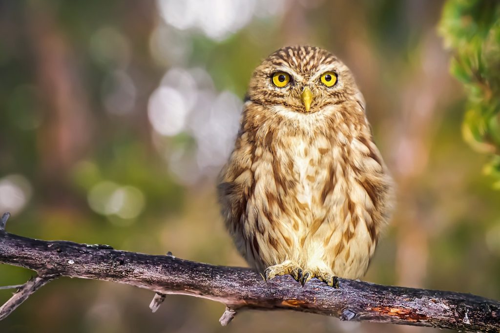 Female Owl Names