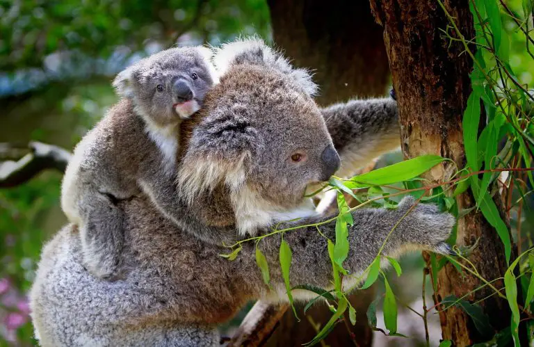 Funny Koala Names