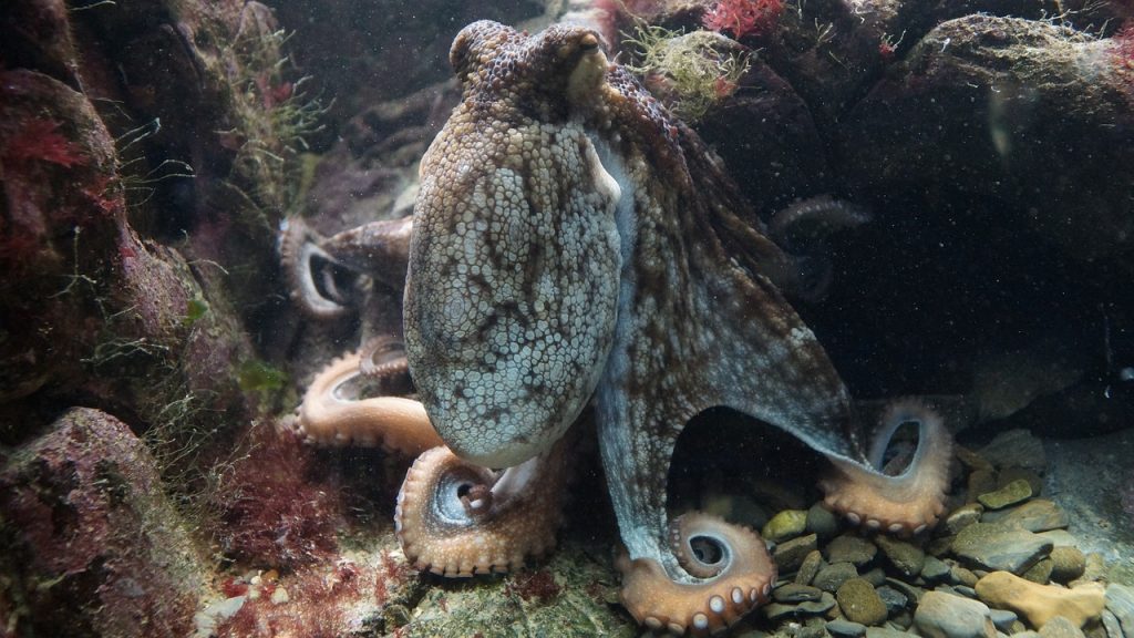 Good Octopus Names