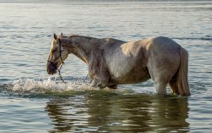 How Do Horses Swim