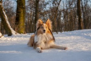 How to Care for a Skinny Dog Breed