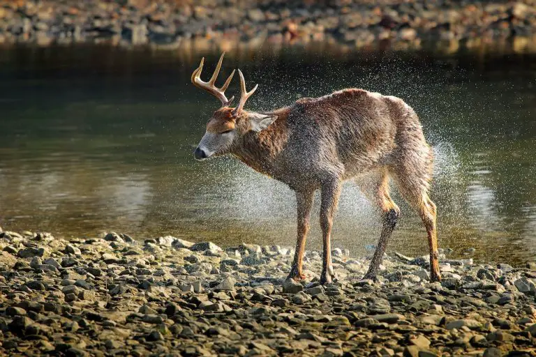 How to prevent deer from swimming in your pool or pond