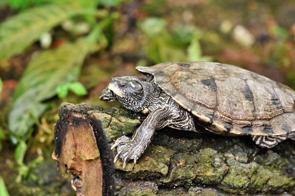 Is Celery Safe for Tortoises