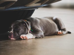 Know How To Help Your Dog Rest More