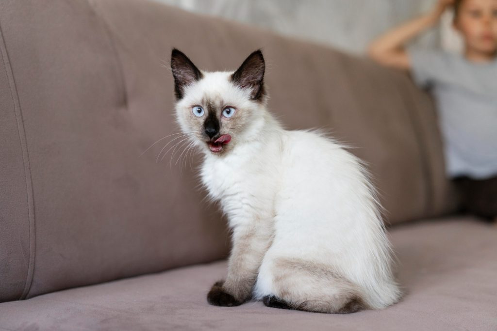 Issues Particular Concerning the Lilac Level Siamese Cat
