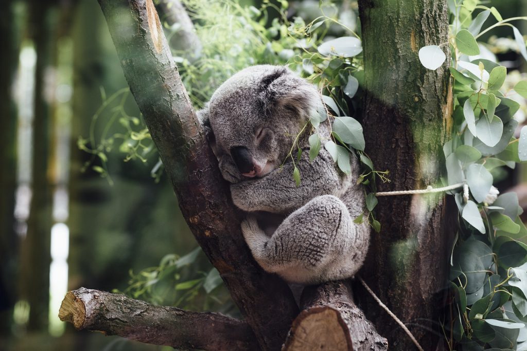 Longleat Koala Names