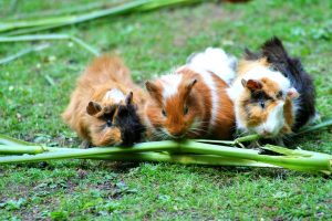 Pro tips on how loud to play music for your guinea pigs