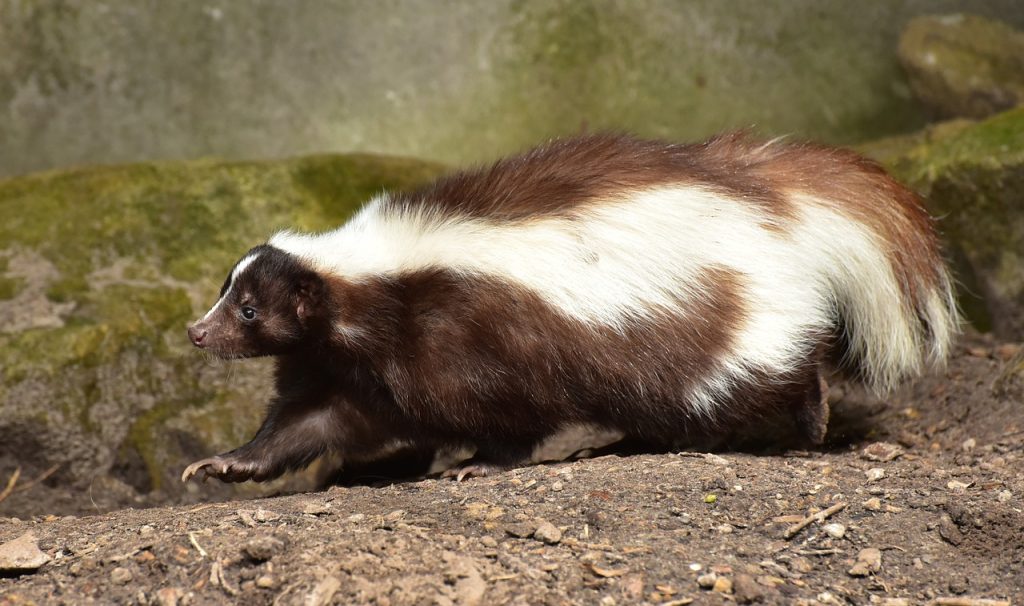 Punny Names for your pet skunk