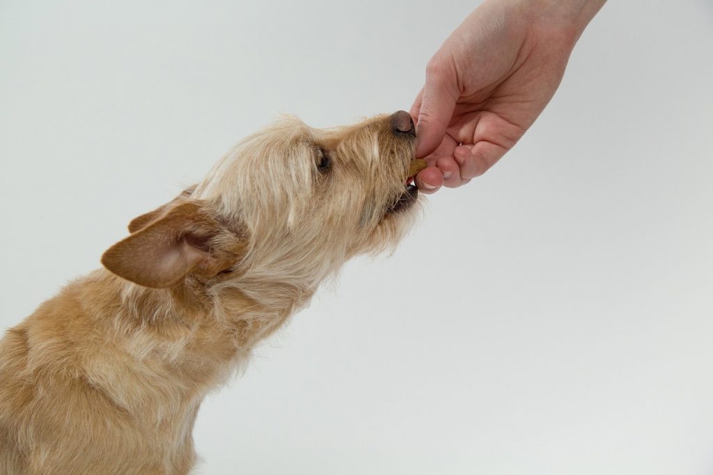 Signs of White Chocolate Poisoning In Dogs