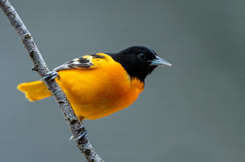 Yellow-rumped Warble