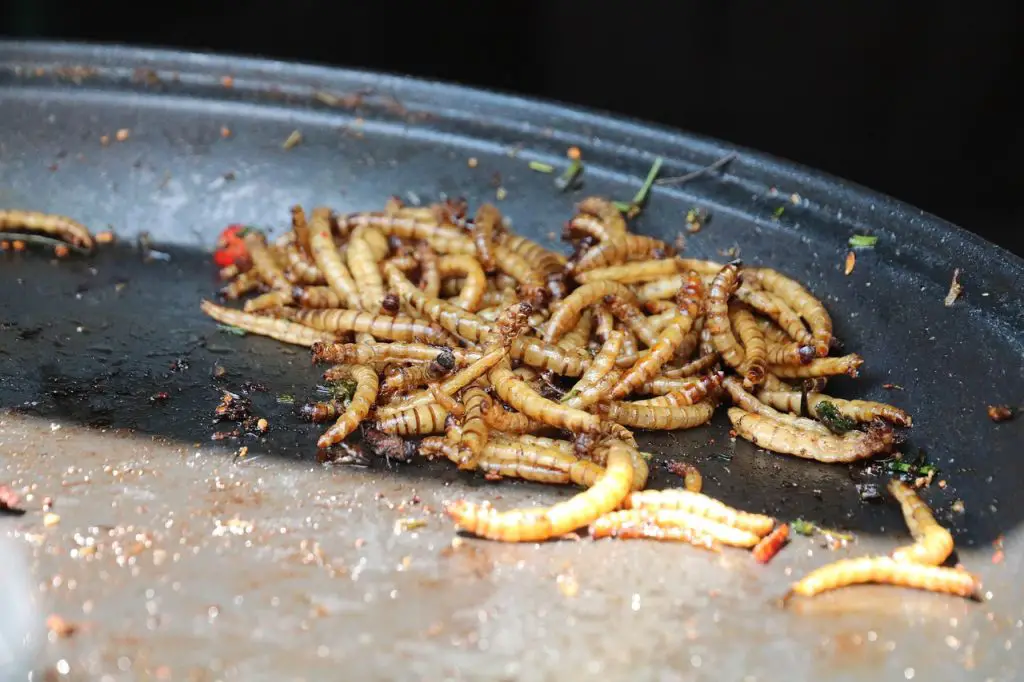 Supply Them Mealworms
