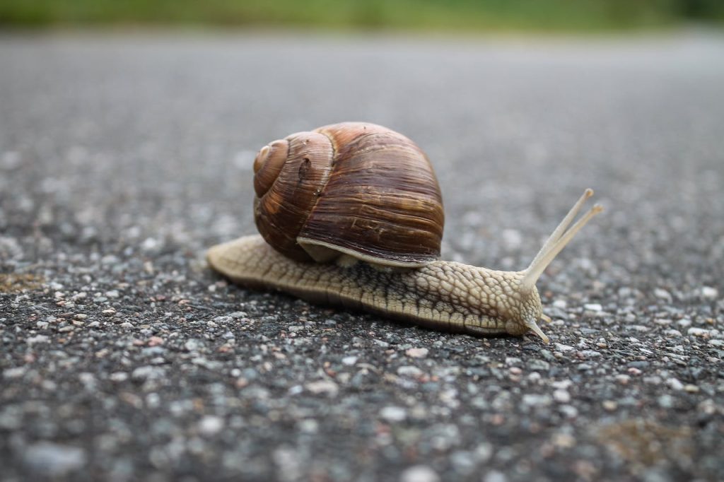 Tips For Picking A Cool Pet Snail Names