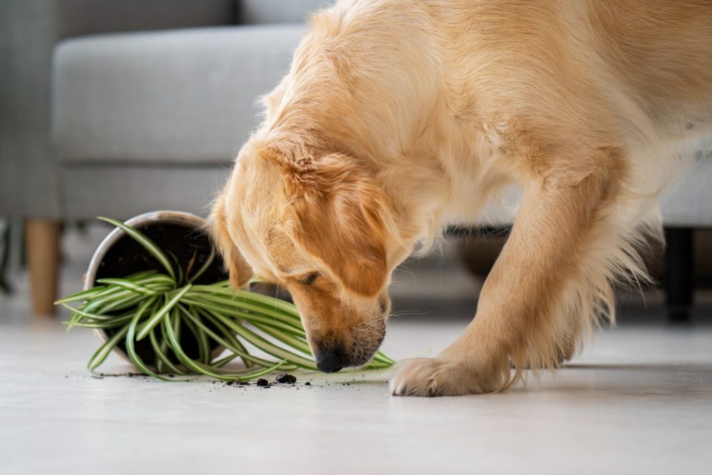 Treatment of Lemongrass Poisoning In Dogs