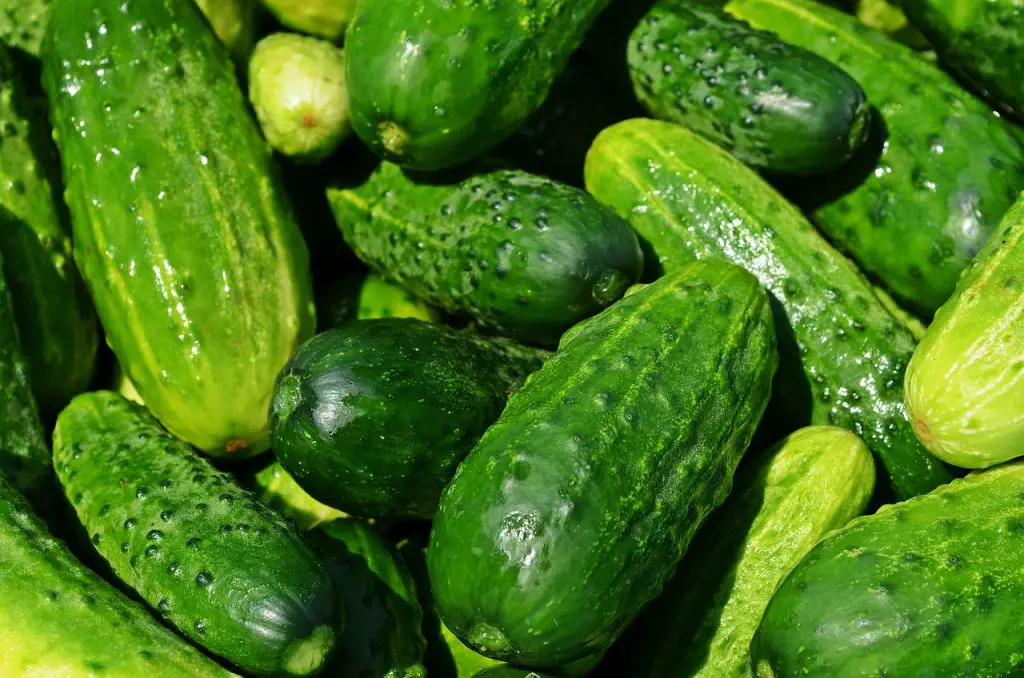What Are Cucumbers