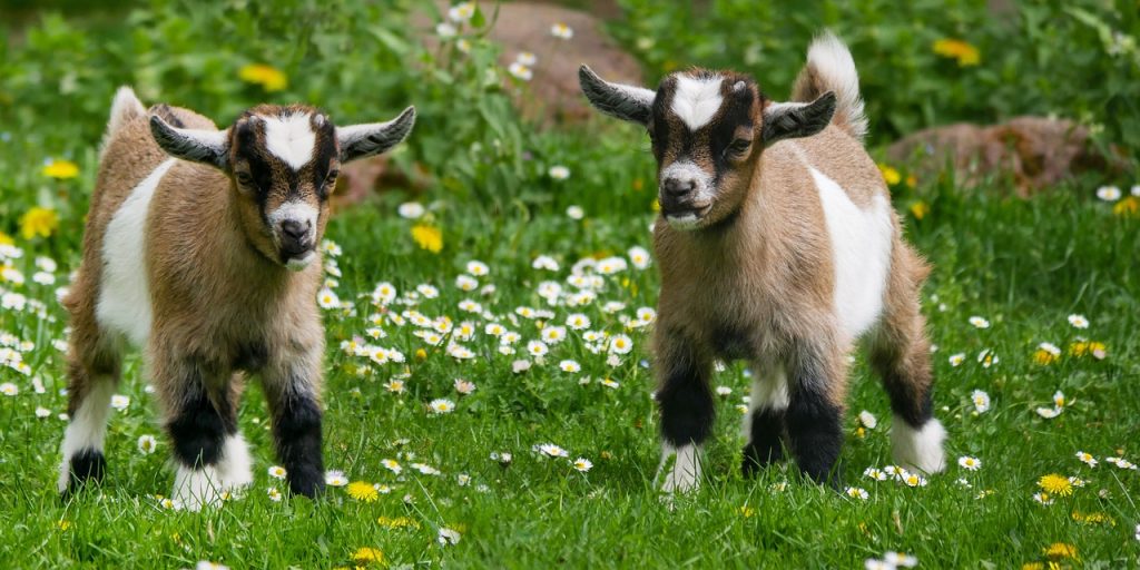 What Are The Nutritional Benefits Of Cucumbers For Goats