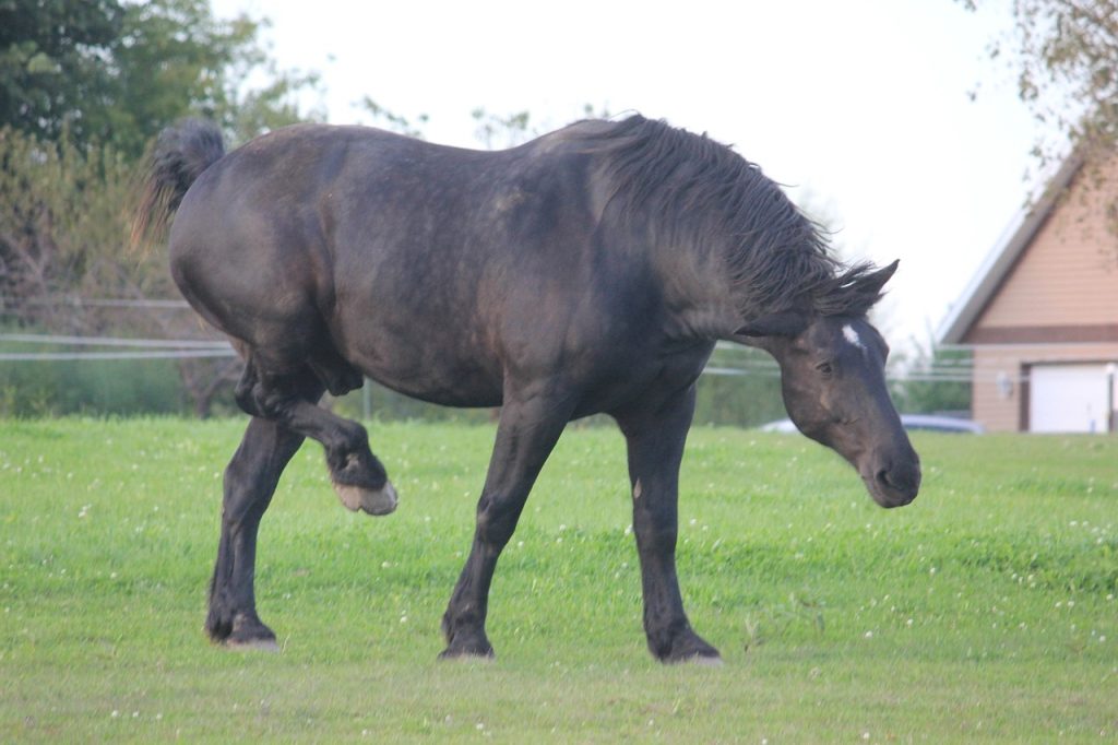 What Is A Percheron Horse