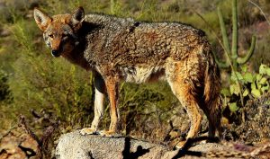 What Is a Baby Coyote Called 
