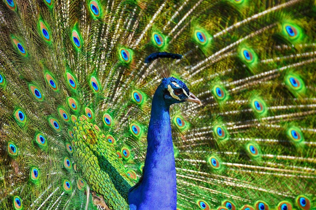 What sound does a peacock make