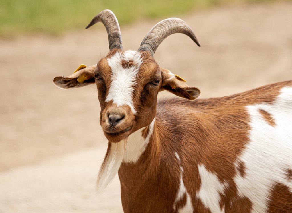 Why Potatoes Is An Ideal Diet for Goats
