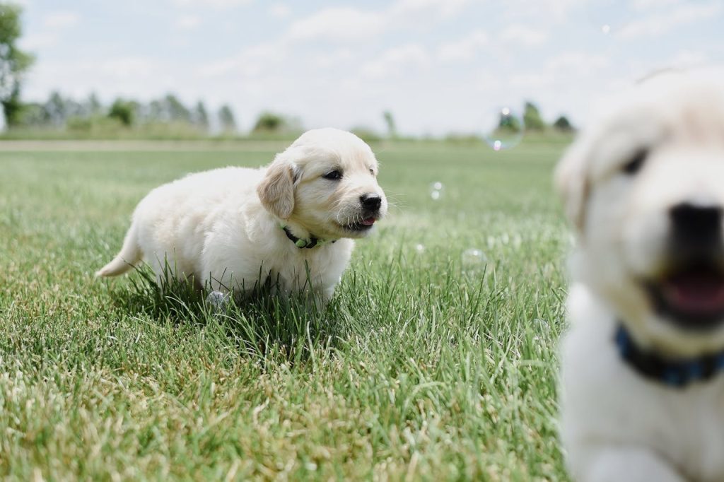 5 Reasons Why Dogs Roll In the Grass