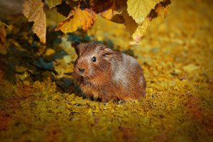 6 Fun Facts About Rex Guinea Pig