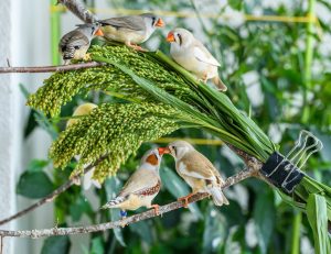 Awesome 20 Types of Finches in North Carolina