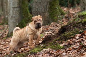Do Walnuts Have Health Advantages for Dogs