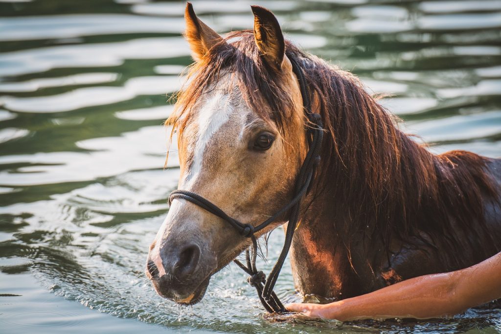 Horses and health benefits of swimming