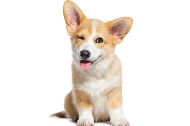 Little Dog, Corgi