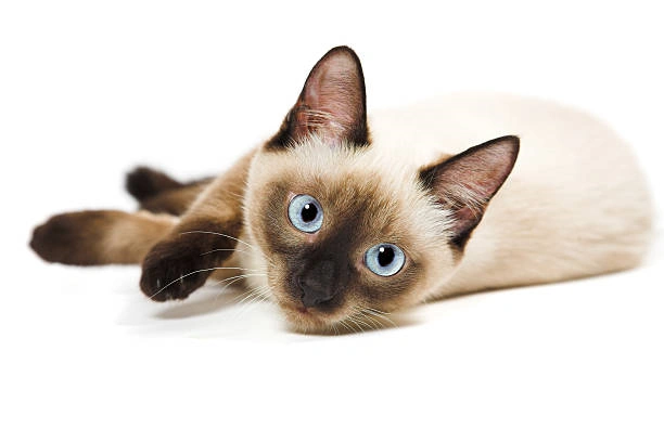 Siamese Cats: The Elegant and Engaging Feline Companions