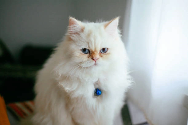 Persian Cat