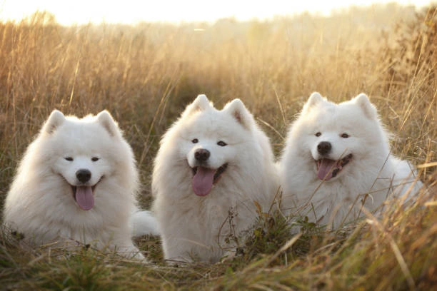 Samoyed: The Smiling Sled Dog with a Heart of Gold