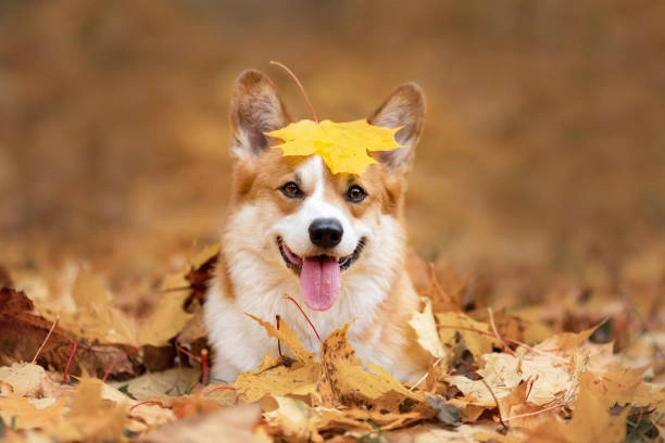 Little Dog, Corgi