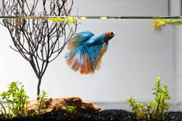 10 Stunning Ornamental Fish: A Glimpse into the Aquatic World