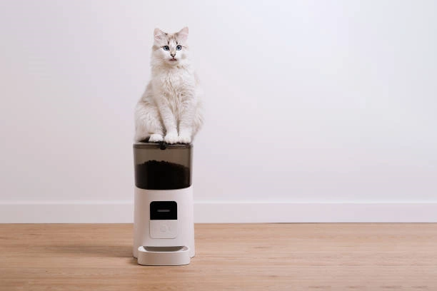 Prime Picks: Indulge Your Feline with 2024’s Top 5 Automatic Feeders in Amazon Highlights