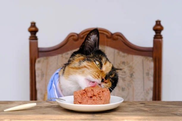 Amazon’s 2024 Culinary Delights: Unveiling Top 5 Unbeatable Deals Wet Cat Foods