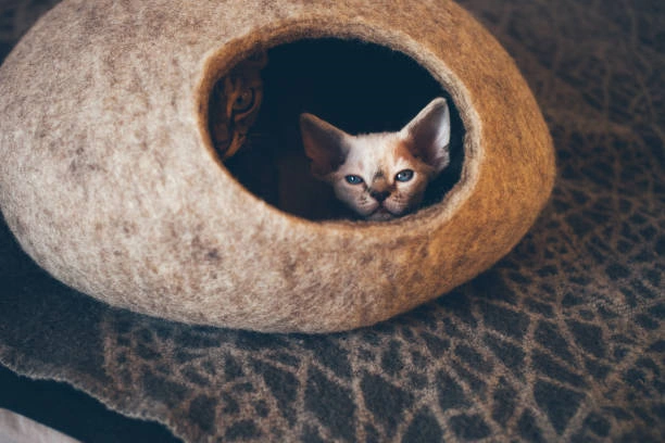 Amazon’s 2024 Top 5 Cat Cave Collection: Unveiling Exclusive Feline Hideaways