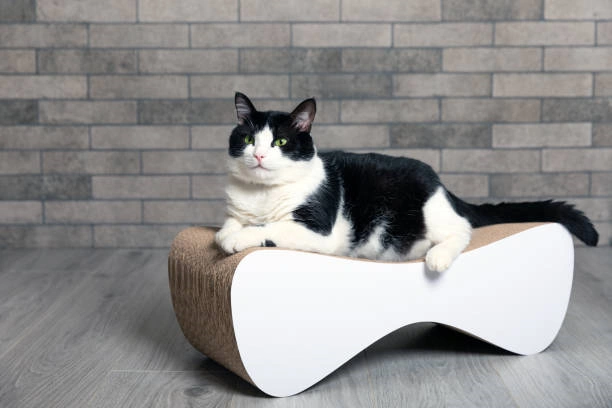 2024’s Premier Top 5 Cat Scratch Beds, Exclusive to Amazon’s Highlights