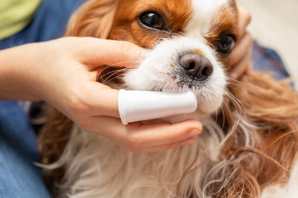 Showcasing 2024’s Top 5 Dog Toothbrush Wipes with Amazon’s Exclusive Highlights