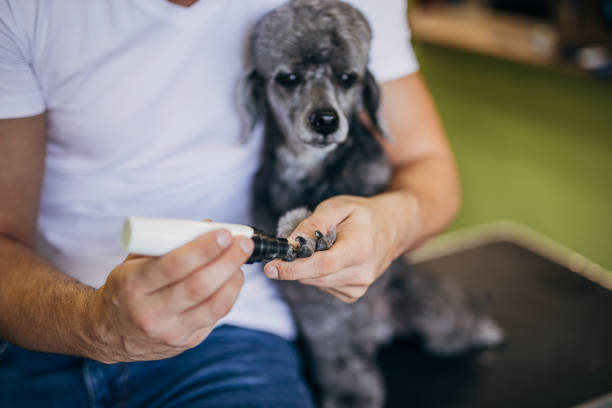 2024 Amazon Extravaganza: Unveiling the Top 5 Dog Nail Grinders at Massive Discounts